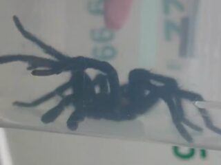 Hoe een toerist aan een vogelspin ontsnapt in Amsterdams hotel