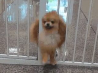 De 13 leukste memes na nieuwe ontsnappingsgeruchten El Chapo