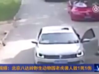 VIDEO: Tijger verscheurt vrouw in safaripark