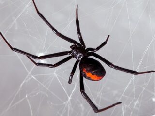 Jongens lieten zich bijten door giftige spin om Spider-Man te worden