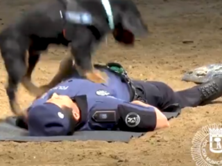 VIDEO: Spaanse politiehond kan hartmassage geven