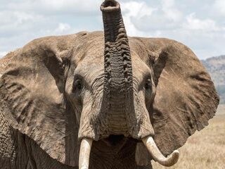 Boze olifant spietst slagtand in been van Duitser