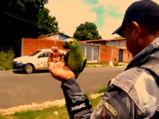 Politie pakt 'drugsdealende papegaai' op