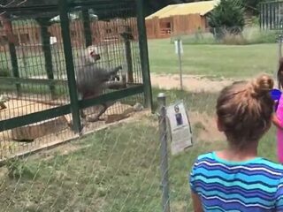VIDEO: Meisje krijgt bavianenpoep in gezicht geslingerd