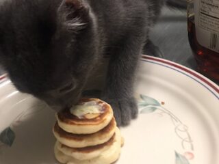 Boyfriend maakt pannenkoekjes voor zijn kitten