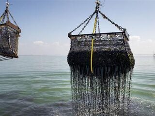 Schokkend: "In 2048 zijn alle oceanen leeggevist"