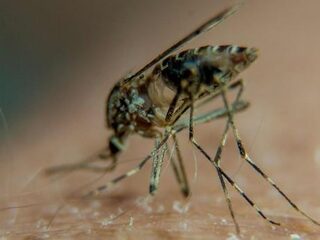 Nederlandse wetenschappers hebben mogelijk vaccin tegen malaria uitgevonden