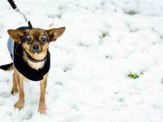 Leef je langer als je een hond hebt?