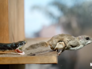 'Tiny Creatures' is dé docuserie over de geheime wereld van dieren