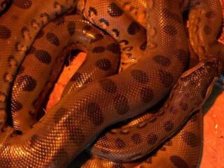 Maagdelijke anaconda bevallen zonder bevruchting door mannetjesslang