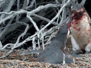 VIDEO: Pinguïn vecht hardcore voor vrouwtje dat vreemdging