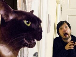 Gast speelt bekende filmscènes na met zijn katten in de hoofdrol