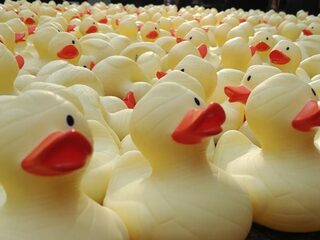 Pakistan zet 100.000 Chinese eenden in om sprinkhanenplaag tegen te gaan