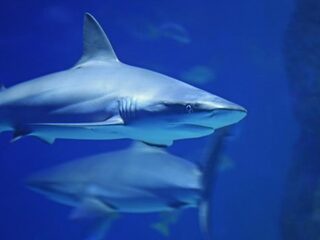 Studente (21) overleden na haaienaanval bij de Bahama's