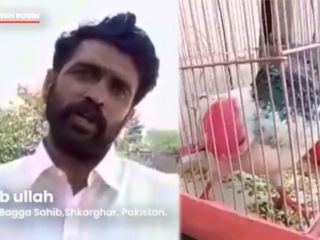 India zet duif uit Pakistan vast wegens spionage