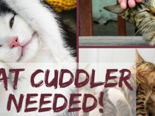 Droomvacature: Kattenknuffelaar in Ierland