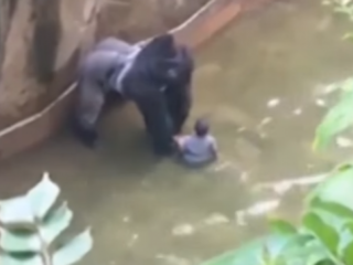 VIDEO: Gorilla doodgeschoten na rondslepen kleuter in hok