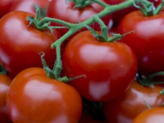 'Tomaten herstellen longen ex-rokers sneller'