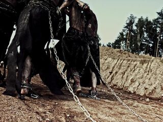 Hoe Tula het boegbeeld werd van de Curaçaose slavenopstand