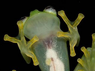 WTF: Nieuwe soort doorschijnende kikker ontdekt