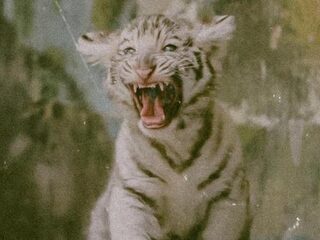 Trey Songz en Tory Lanez droppen Wild Thoughts remix waar je het warm van krijgt