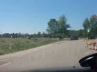 Frans gezin overleeft aanval door cheeta's in Safaripark Beekse Bergen