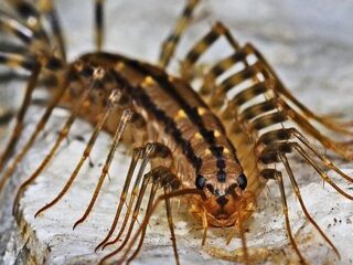 Hersenvliesontsteking na eten van rauwe duizendpoten