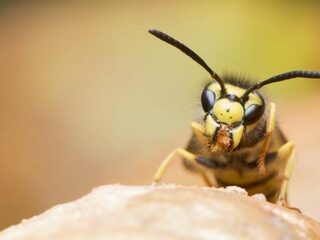 Wat moet je doen als je gestoken wordt door een wesp?