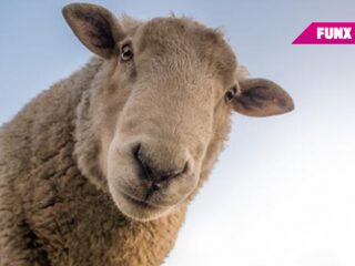 Moslimgemeenschap in dubio: wel of geen schaap slachten voor Offerfeest?