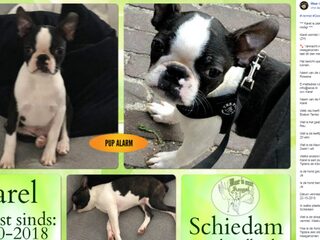 Inbrekers stelen ook puppy Karel terwijl baasje ligt te slapen