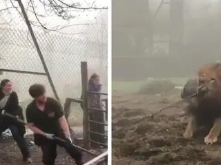 In deze dierentuin kan je touwtrekken met een leeuw of tijger en daar is ophef over