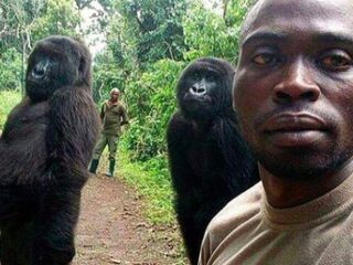 Boswachters gaan viral met fantastische selfie met gorilla's
