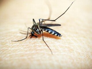 Het muggenprobleem wordt steeds groter: deze 4 tips werken wél