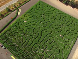 Stalker slaat op de vlucht voor politie en bedenkt briljante vluchtroute