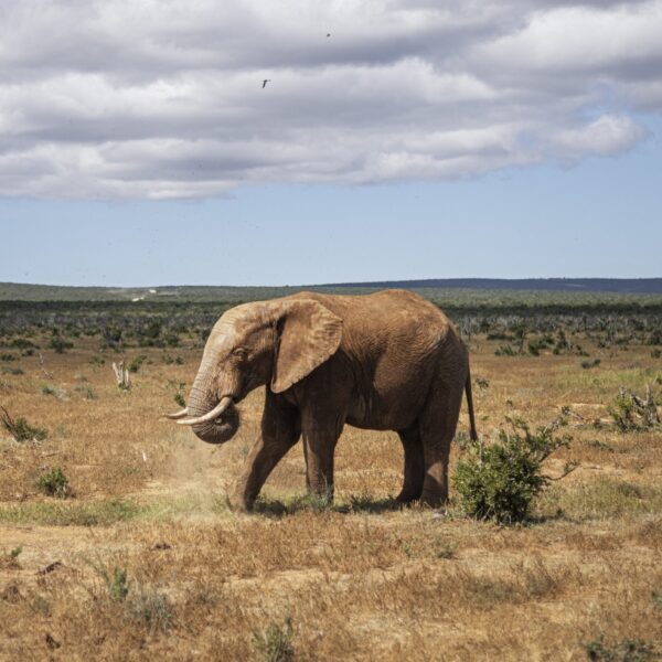 Olifant die rijst steelt van bewoners zorgt voor onrust