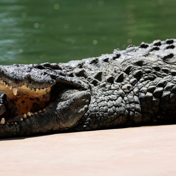 Vermiste Australiër teruggevonden in maag van krokodil