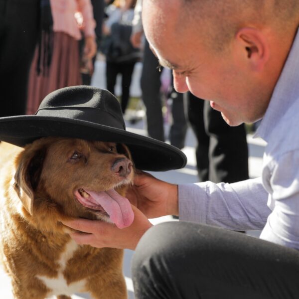 De oudste hond ter wereld viert vandaag zijn 31ste verjaardag