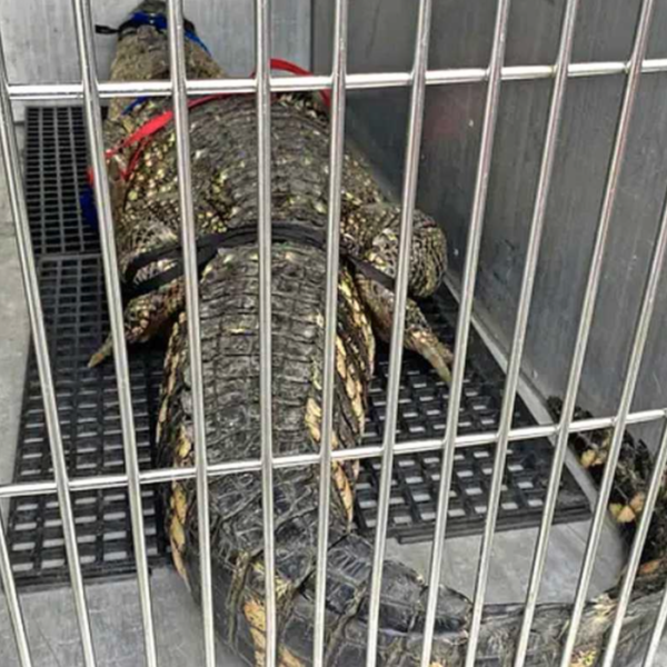 2,5 meter lange krokodil na 10 jaar bevrijd uit kelder onder huis in Philadelphia