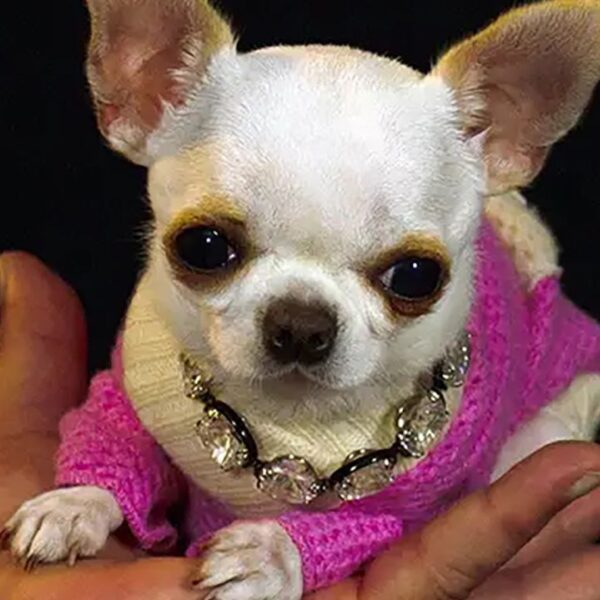 Kleinste hond ter wereld is ongeveer even lang als een dollarbiljet