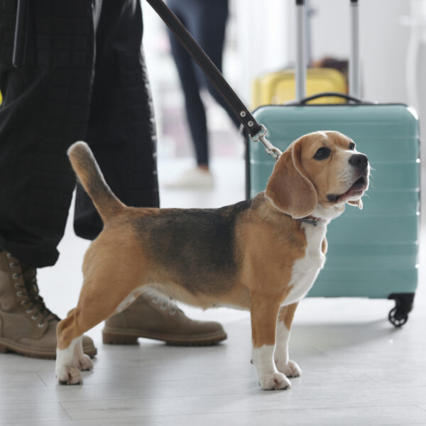 Vrouw vermoordt haar hond nadat het dier niet mee mag in vliegtuig
