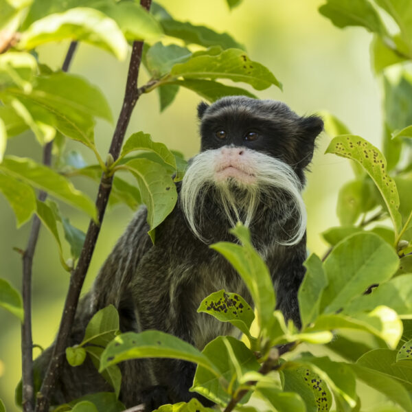 Man in Amerika opgepakt voor het stelen van aapjes uit dierentuin
