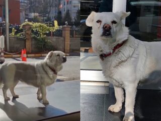 Trouwe hond wacht vijf dagen op baasje voor ziekenhuis