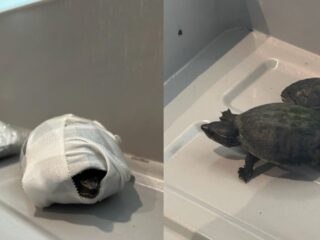 Bizar: vrouw betrapt met schildpadden smokkelen in haar bh