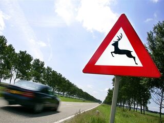Zomertijd gaat gepaard met meer wildaanrijdingen: "Pas je snelheid aan"