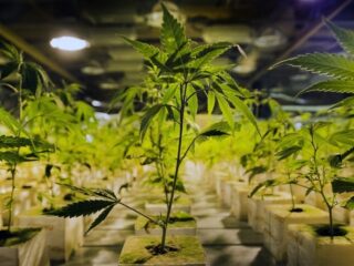 Man opgepakt voor vernielen beschermd natuurgebied om wietplantage te maken