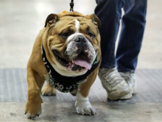 Honden vallen tiener aan in Nieuwegein, baasje krijgt celstraf