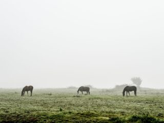 Man onthult dat hij pony acht (!) keer seksueel heeft misbruikt: "Handelde uit eenzaamheid"
