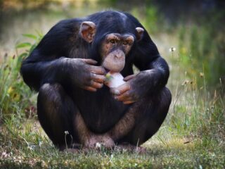 Vrouw wordt verbannen uit Zoo Antwerpen door 'relatie' met chimpansee
