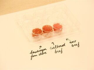 Tweede Kamer wil proeverijen van kweekvlees toestaan