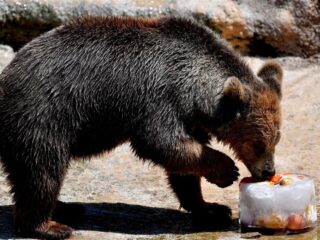 Wereldberoemde Italiaanse beer Juan Carrito, die inbrak bij bakkerij, verongelukt